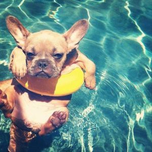 Funny-dog-in-pool1